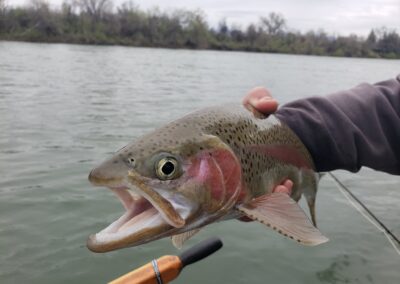 Lower Sacramento River Fly Fishing Guides, River Pursuit Fly Fishing, Red Bluff CA