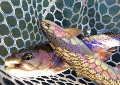 Lower Sacramento River Fly Fishing Guides, River Pursuit Fly Fishing, Red Bluff CA