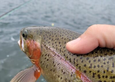 Lower Sacramento River Fly Fishing Guides, River Pursuit Fly Fishing, Red Bluff CA