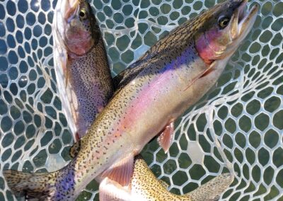 Lower Sacramento River Fly Fishing Guides, River Pursuit Fly Fishing, Red Bluff CA