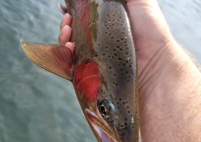 Lower Sacramento River Fly Fishing Guides, River Pursuit Fly Fishing, Red Bluff CA