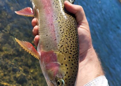 Lower Sacramento River Fly Fishing Guides, River Pursuit Fly Fishing, Red Bluff CA