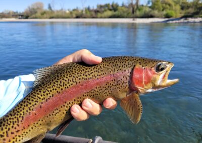 Lower Sacramento River Fly Fishing Guides, River Pursuit Fly Fishing, Red Bluff CA