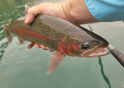 Lower Sacramento River Fly Fishing Guides, River Pursuit Fly Fishing, Red Bluff CA