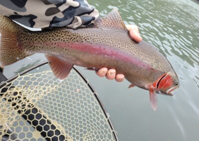 Lower Sacramento River Fly Fishing Guides, River Pursuit Fly Fishing, Red Bluff CA