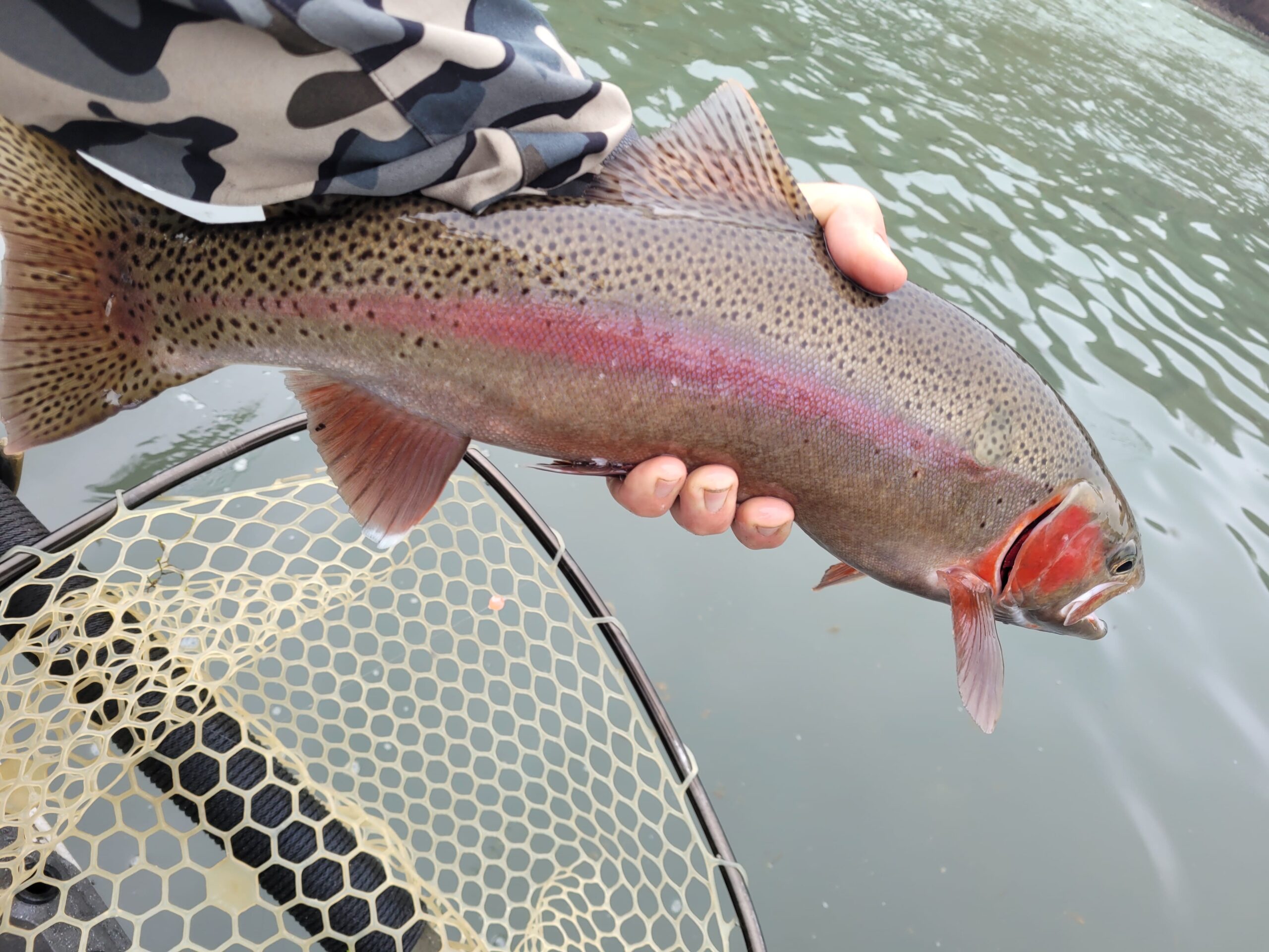 Lower Sacramento River Fly Fishing Guides, River Pursuit Fly Fishing, Red Bluff CA