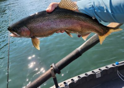 Lower Sacramento River Fly Fishing Guides, River Pursuit Fly Fishing, Red Bluff CA