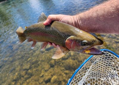 Lower Sacramento River Fly Fishing Guides, River Pursuit Fly Fishing, Red Bluff CA