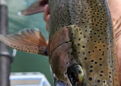 Lower Sacramento River Fly Fishing Guides, River Pursuit Fly Fishing, Red Bluff CA