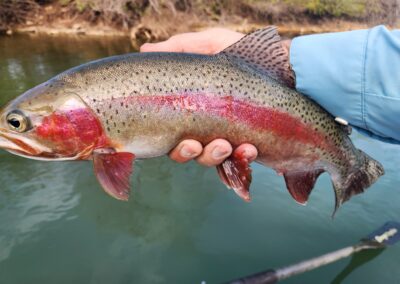 Lower Sacramento River Fly Fishing Guides, River Pursuit Fly Fishing, Red Bluff CA