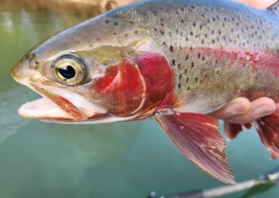 Lower Sacramento River Fly Fishing Guides, River Pursuit Fly Fishing, Red Bluff CA