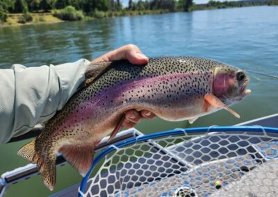 Lower Sacramento River Fly Fishing Guides, River Pursuit Fly Fishing, Red Bluff CA