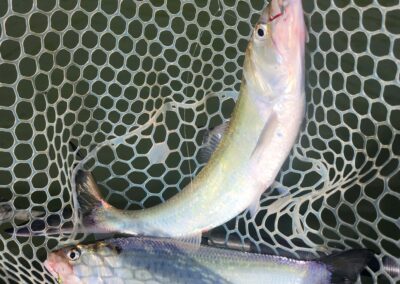 Lower Sacramento River Shad Fishing Guides, River Pursuit Fly Fishing, Red Bluff CA