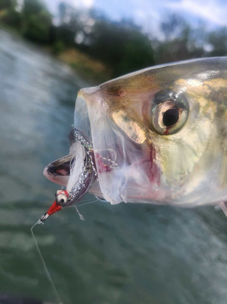 Lower Sacramento River Shad Fishing Guides, River Pursuit Fly Fishing, Red Bluff CA