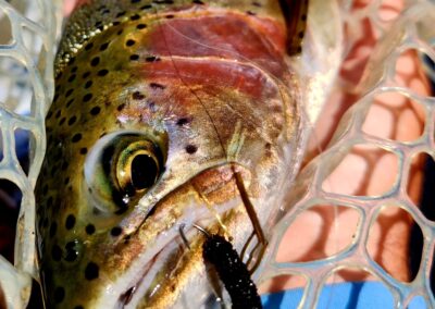 Lower Sacramento River Fly Fishing Guides, River Pursuit Fly Fishing, Red Bluff CA