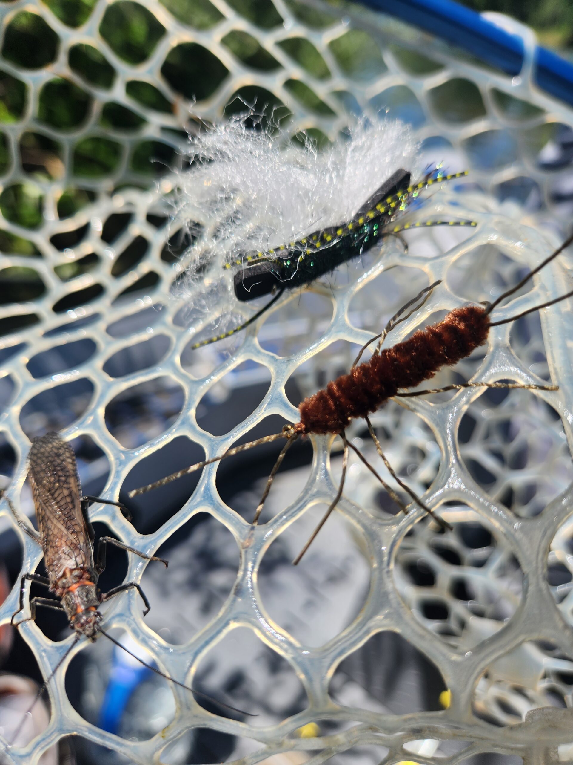 Hopper dropper salmon fly fishing on the Lower Sacramento River near Red Bluff California