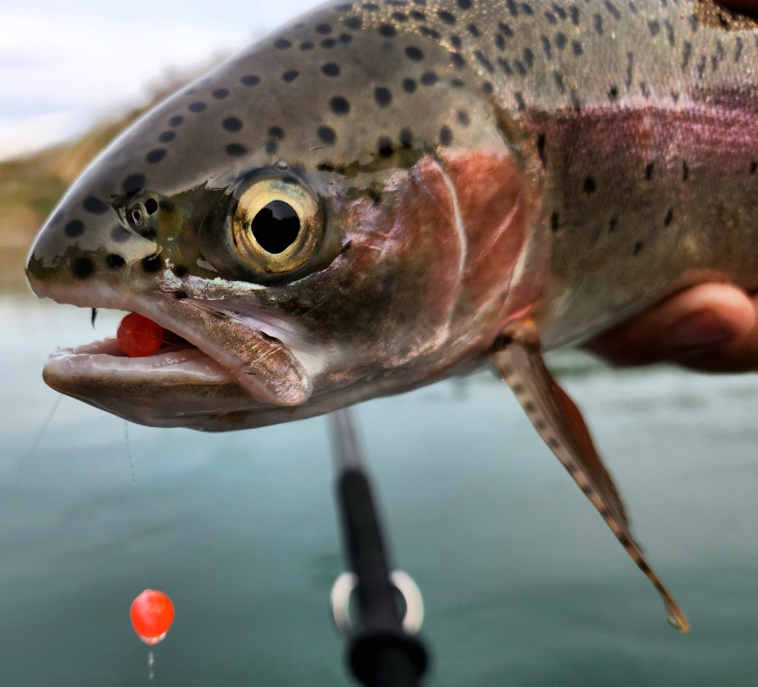 Early spring fly fishing for trout with eggs on the Lower Sacramento River near Red Bluff California